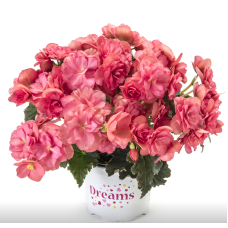 Бегония BK COLLECTION CHLOE CORAL PINK 1204