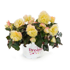 Бегония FRAGRANT FALLS LEMON 1208