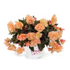 Бегония FRAGRANT FALLS PEACH 1209