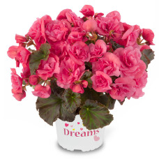 Бегония SOLENIA LIGHT PINK 1284