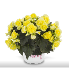 Бегония SOLENIA YELLOW 1226