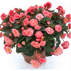 Бегония SWEETSPICE ENGLISH ROSE 1245