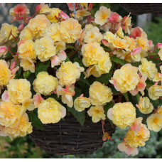 Бегония SWEETSPICE YELLOW 1246