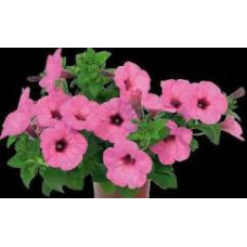 Петуния Spice Pearls Bright Pink 113п