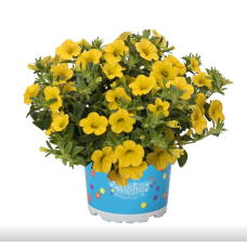 Калибрахоа ALOHA KONA YELLOW 1907
