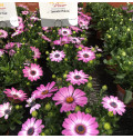Остеоспермум FLOWERPOWER LAVENDER PINK 2706