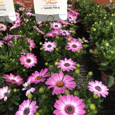 Остеоспермум FLOWERPOWER LAVENDER PINK 2706