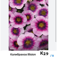 ILLUSION