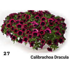 Calibrachoa Dracula