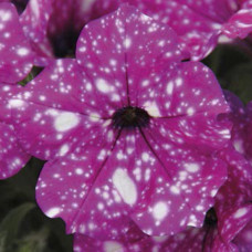 Петуния STARTUNIA VIOLET 32341