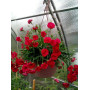 Гвоздика ампельная Fontain Dark Red 2727