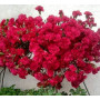 Гвоздика ампельная Fontain Dark Red 2727