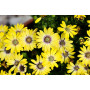 Остеоспермум BESTIES Cheerful Gold 27105