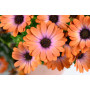 Остеосперум BESTIES Inspiring Orange 27108