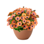 Остеосперум BESTIES Inspiring Orange 27108
