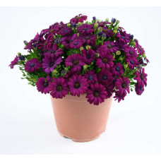 Остеосперум BESTIES Devoted Purple 27106