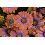Остеосперум BESTIES Dynamic Bicolor 27107