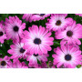 Остеосперум BESTIES Optimistic Pink 27109