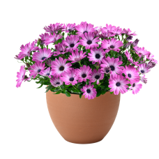 Остеосперум BESTIES Optimistic Pink 27109
