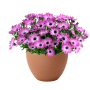 Остеосперум BESTIES Optimistic Pink 27109