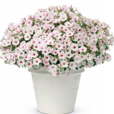 ПЕТУНИЯ VISTA SILVERBERRY 32171